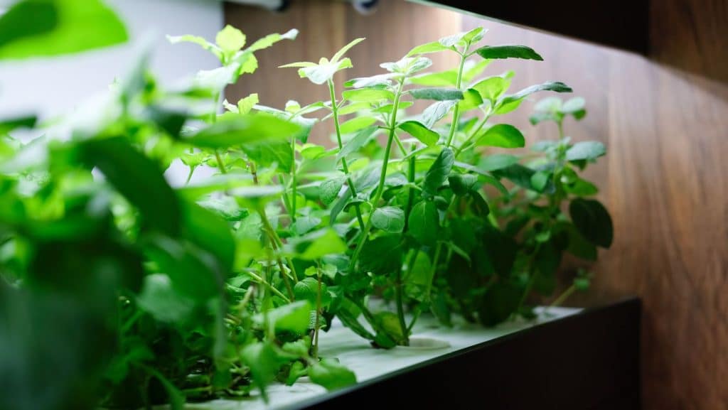 plant grow lighting